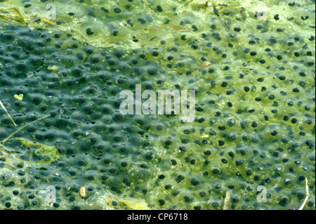 Frogspawn in un piccolo stagno, fine di aprile Foto Stock