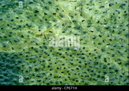 Frogspawn in un piccolo stagno, fine di aprile Foto Stock