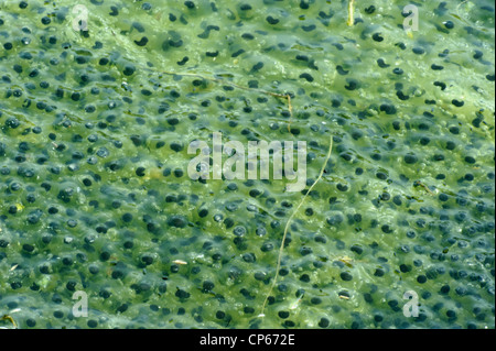 Frogspawn in un piccolo stagno, fine di aprile Foto Stock