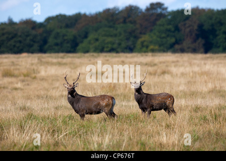 Due giapponesi Sika cervo (Cervus nippon) cervi nella prateria in autunno, Danimarca Foto Stock