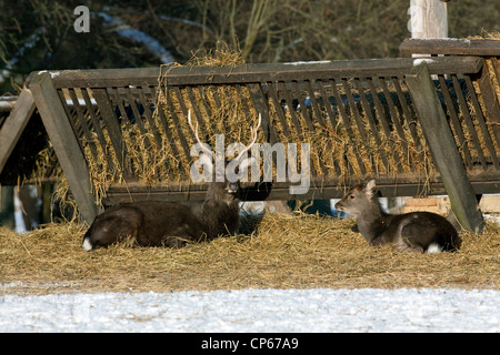 Giapponese cervi sika (Cervus nippon) feste di addio al celibato e capretti in appoggio nel fieno alla stazione di alimentazione nella neve in inverno, Danimarca Foto Stock