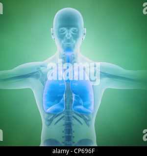Il sistema respiratorio illustrazione scientifica con visibile nei polmoni Foto Stock