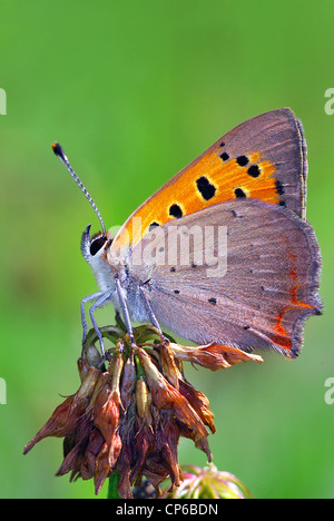 Close-up di piccoli di rame (Lycaena phlaeas) Foto Stock