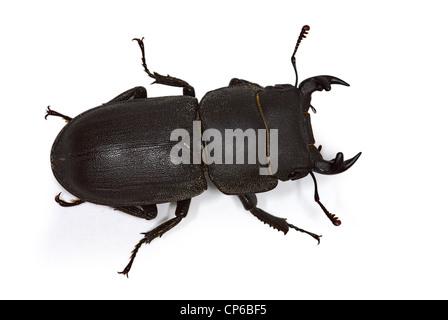 Maschio parallelipipedus Dorcus (Lesser stag-beetle) Foto Stock