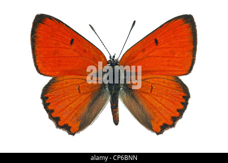 Maschio di rame di grandi dimensioni (Lycaena dispar), in via di estinzione protetto a farfalla in Europa Foto Stock