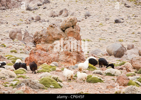Gli ovini e i caprini cerca di cibo in colpite dalla siccità i pascoli della Anti Atlante in Marocco. Foto Stock