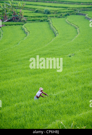 La gente andare e venire in campi di riso terrazzati della valle Sidemen in Bali orientale. Trasporto di legna da ardere o ripulendo dalle erbacce le terrazze. Foto Stock