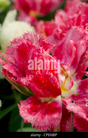 Orlata di tulipani rosa Foto Stock