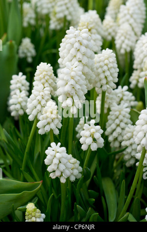 Uva bianca giacinti Foto Stock