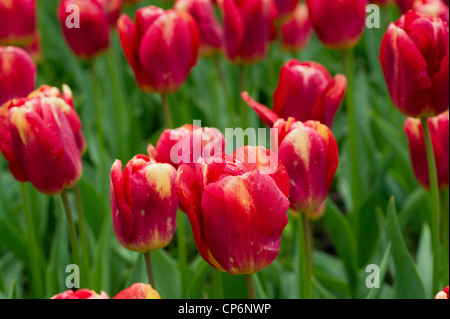 Campo con rosso e tulipani gialli Foto Stock