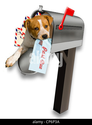 Puppy in mailbox. Foto Stock