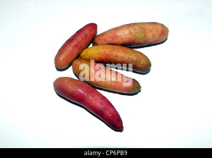 Australian dito limette (Citrus australasicus) isolato su sfondo bianco Foto Stock