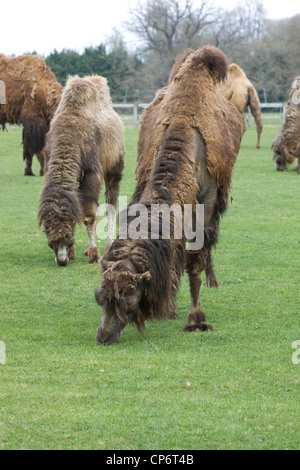 Due-humped camel in un paddock Camelus dromedario Foto Stock