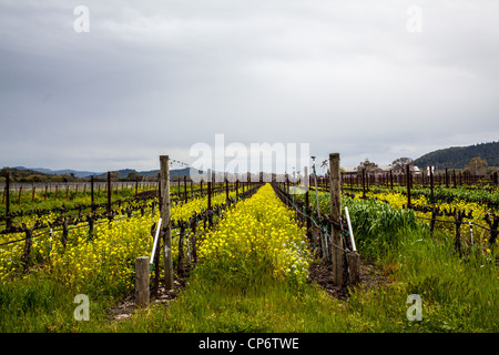 Un moderno vigneto con graticci e irrigazione di gocciolamento in Napa Valley della California nella primavera del 2012 Foto Stock