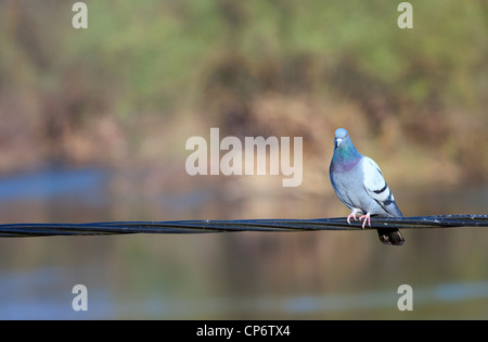 Pigeon sul filo. Foto Stock