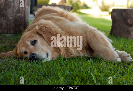 Triste golden retriever sdraiati sull'erba. Foto Stock