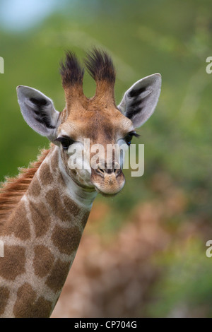 Ritratto di un bambino giraffa Foto Stock