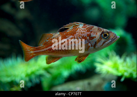 I capretti in Canarie il pesce (Sebastes pinniger) Foto Stock