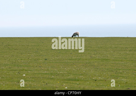 Un pascolo di ovini in un campo Foto Stock