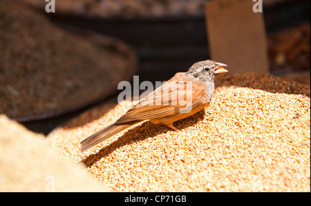 Una casa Bunting, Emberiza sahari alimentando il cuscus su un supporto in un souk di Marrakech, Marocco, Africa del Nord. Foto Stock