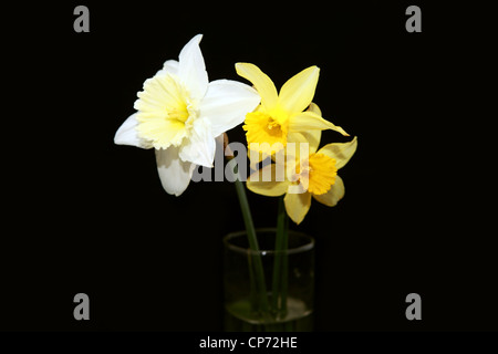 Tre i narcisi in vaso su sfondo nero Foto Stock