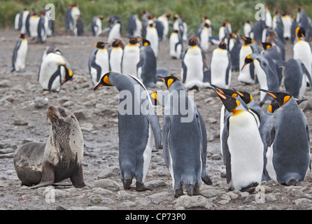 Antartico pelliccia sigillo (arctocephalus gazella) e Re pinguini (aptenodytes patagonicus), St Andrews Bay, Georgia del Sud Foto Stock