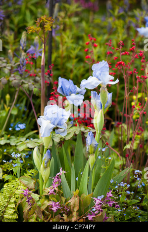 Iris 'Bel Azur' con Heuchera sanguinea "Ruby campane', Brunnera macrophylla e Epimedium grandiflorum 'Lilafee' Foto Stock