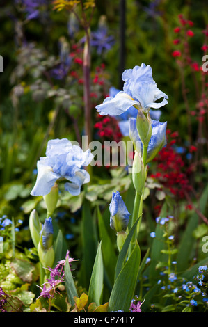 Iris 'Bel Azur', Intermedio barbuto Iris Foto Stock