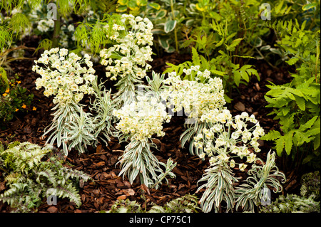 Euphorbia crescente nella " rigenerazione " visualizza giardino, 2012 RHS Flower Show Cardiff Wales, Regno Unito Foto Stock