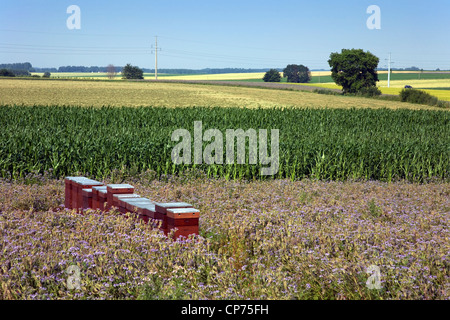 Alveari da apicoltore tra fiori di campo lungo maizefield in terreni agricoli, Belgio Foto Stock