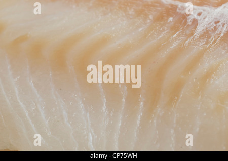 Close up crudo fresco filetto di merluzzo bianco Foto Stock