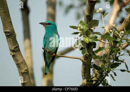 Rullo europea (Coracias garrulus) appollaiato su un ramo di piccole dimensioni in una struttura ad albero e impostare contro un cielo blu Foto Stock