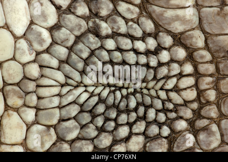 Il coccodrillo americano, alligatore mississippienensis, dettaglio di squame ventrali, Louisiana Foto Stock