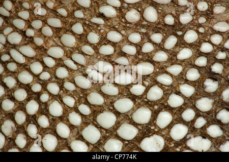 Il coccodrillo americano, alligatore mississippienensis, dettaglio di squame ventrali, Louisiana Foto Stock