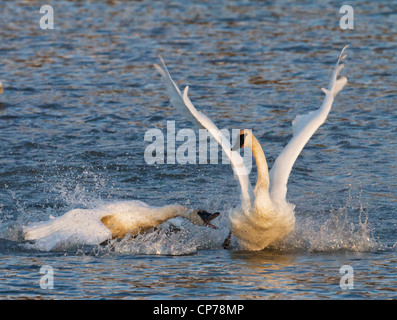 Trumpeter Swan attacca un altro a Potter Marsh vicino a Anchorage, centromeridionale Alaska, Autunno Foto Stock