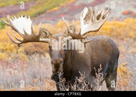 Un grande bull moose le passeggiate attraverso la caduta delle foglie nel Parco Nazionale e Riserva di Denali, Interior Alaska Foto Stock