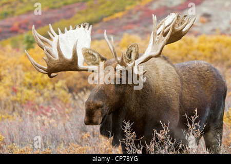 Un grande bull moose le passeggiate attraverso la caduta delle foglie nel Parco Nazionale e Riserva di Denali, Interior Alaska Foto Stock