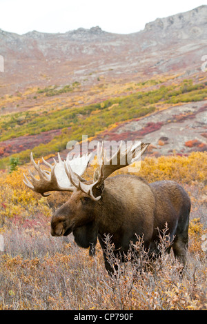 Un grande bull moose le passeggiate attraverso la caduta delle foglie nel Parco Nazionale e Riserva di Denali, Interior Alaska Foto Stock