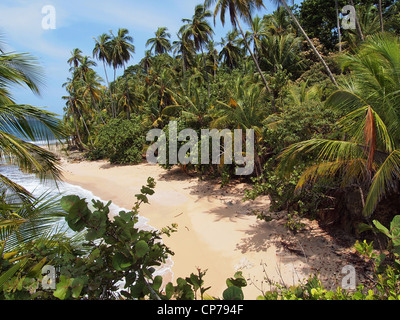 Una bellissima spiaggia di sabbia bianca con una lussureggiante vegetazione tropicale, costa caraibica del Costa Rica Foto Stock