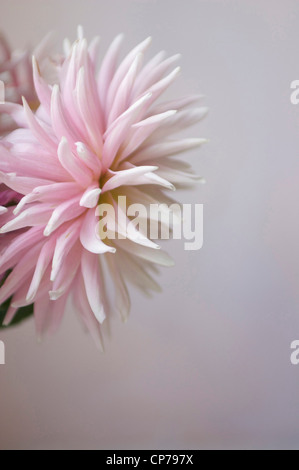 Dahlia cultivar, Dalia, rosa, grigio. Foto Stock