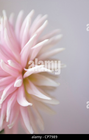 Dahlia cultivar, Dalia, rosa, grigio. Foto Stock