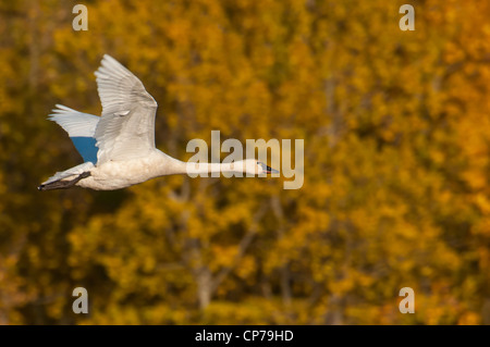 Trumpeter Swan in volo su Potter Marsh, Anchorage, centromeridionale Alaska, Autunno Foto Stock