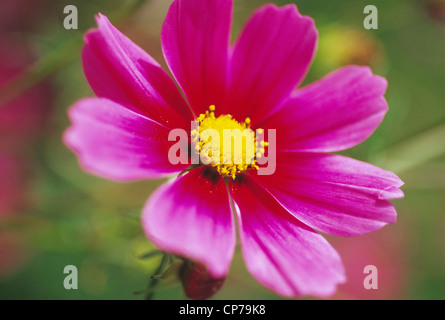 Cosmo " Versailles tetra', COSMO, Rosa. Foto Stock