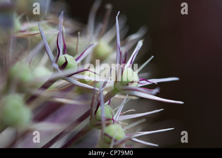 Allium christophii, Allium, viola, nero. Foto Stock