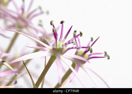 Allium christophii, Allium, Viola, bianco. Foto Stock