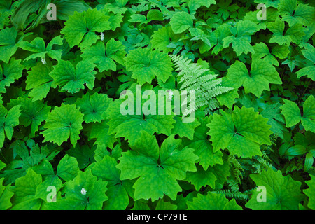 Piante verdi sul suolo della foresta, il Parco Nazionale del Monte Rainier, Washington, Stati Uniti d'America. Foto Stock