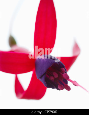 Fuchsia 'Baby Blue Eyes", Fucsia, Rosa, Bianco. Foto Stock