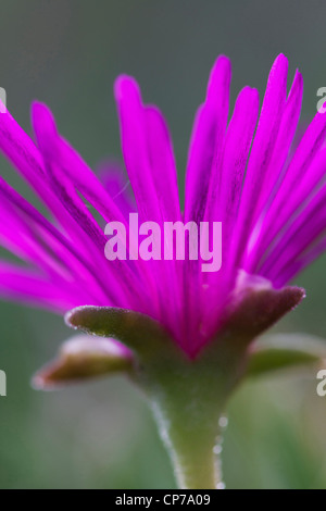 Lampranthus amoenus, mezzogiorno, fiori rosa. Foto Stock