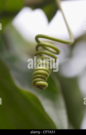 Passiflora caerulea, fiore della passione, verde. Foto Stock