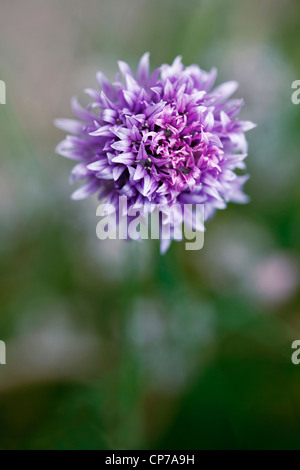 Allium schoenoprasum, erba cipollina, fiore viola close up Nello shallow focus. Foto Stock